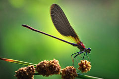 Immagine profilo di dragonfly4472